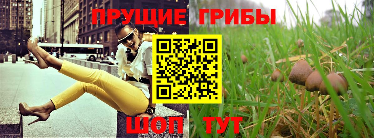 Галлюциногенные грибы Psilocybe  Тулун 